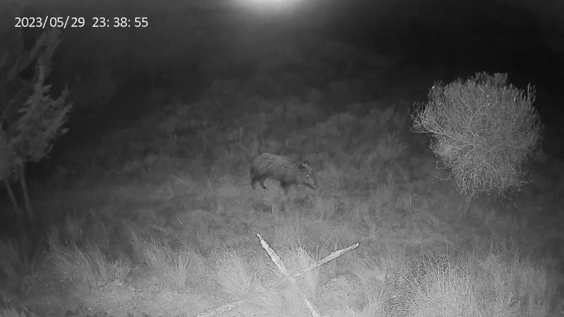cellular trail cameras wild boar video